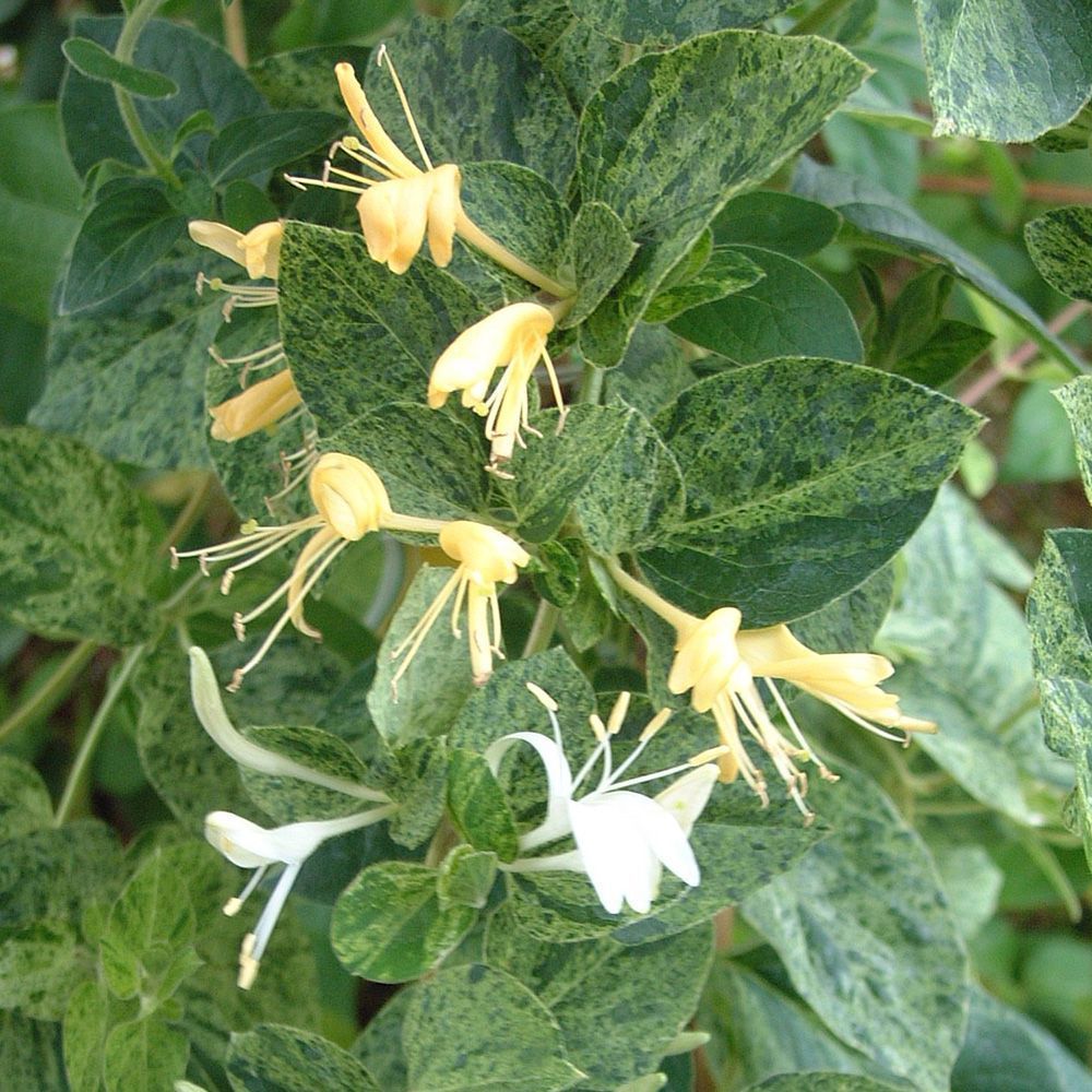 Lonicera japonica Mint Crisp